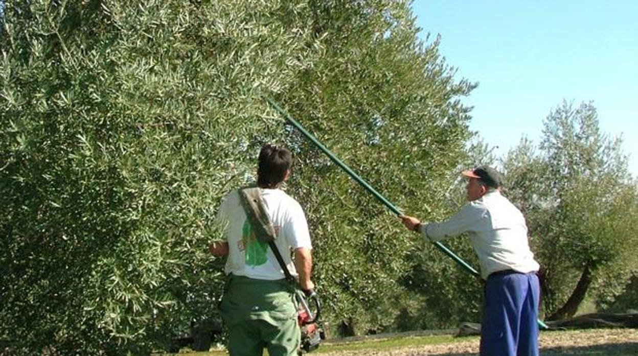 Dos trabajadores vareando un olivo