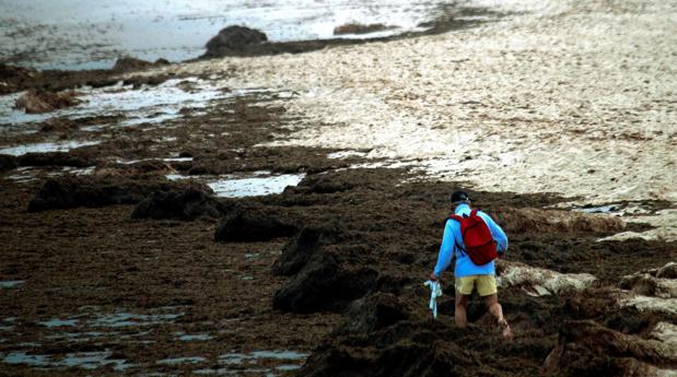 La Junta pide declarar como especie invasora el alga que perjudica al Estrecho