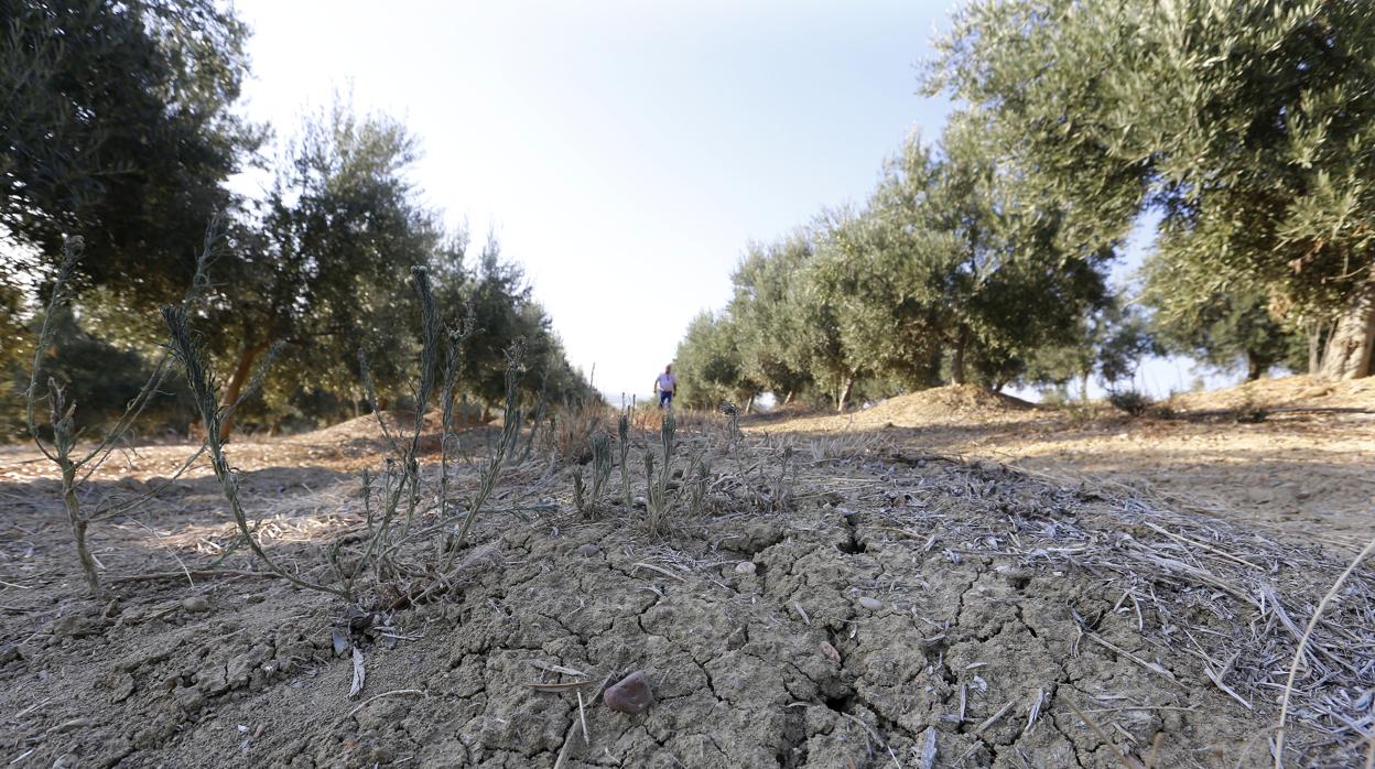 Efectos de la sequía en un olivar de la provincia de Córdoba
