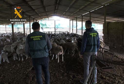 Agentes de la Guardia Civil en una explotación ovina de Córdoba