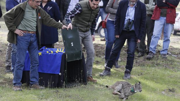 Fomento proyecta obras en la N-420 para evitar el atropello de linces en la zona de Cardeña