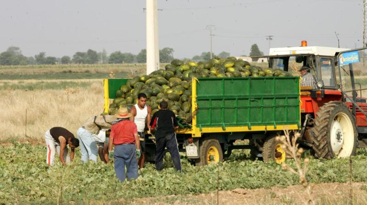 Temporeros realizando una recolección