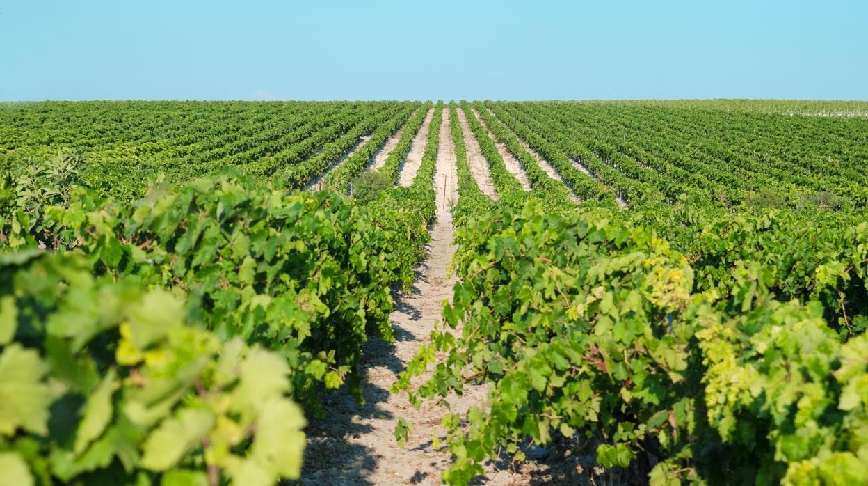 Imagen de una de las viñas del marco de Jerez