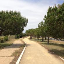 Carretera Norte de Matalascañas