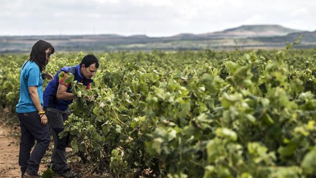 Solo el 37% del presupuesto al desarrollo rural se destina al emprendimiento