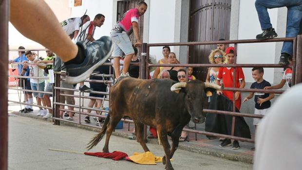 Los encierros ponen el colofón a las fiestas patronales del verano de Dos Torres (Córdoba)