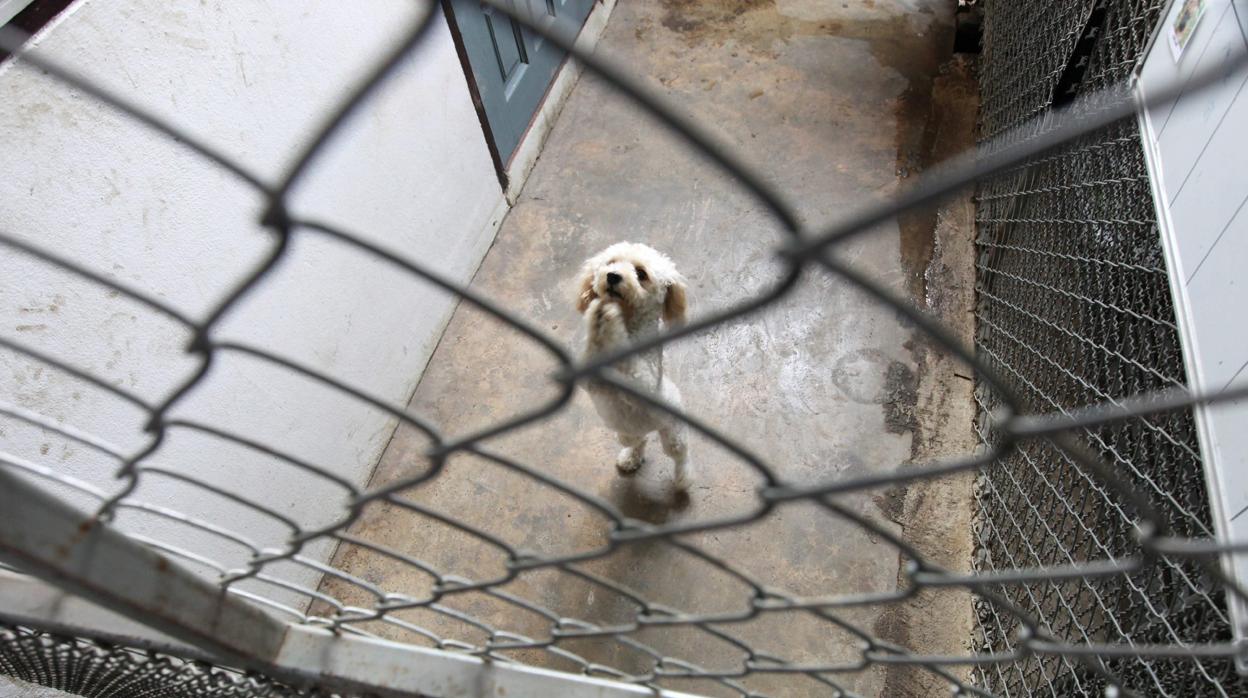 Un perro a las puertas de un centro de acogidas