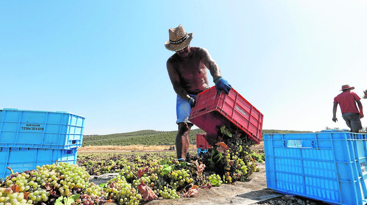 Trabajadores en la recogida de vid en la finca Los Poyos