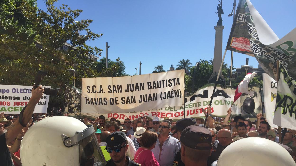 Concentración del sector del aceite de oliva en Jaén