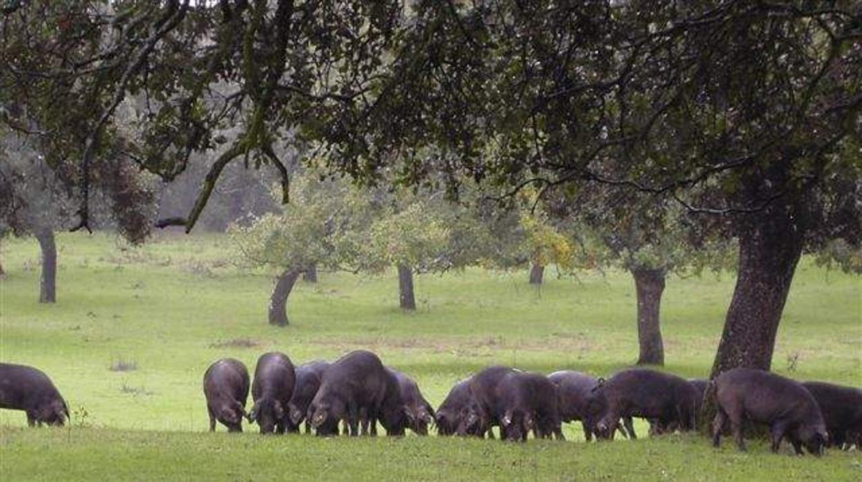 Cerdos pastan en las dehesas del norte de la provincia de Córdoba