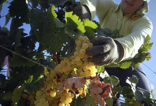 Vendimia de la uva en Jerez