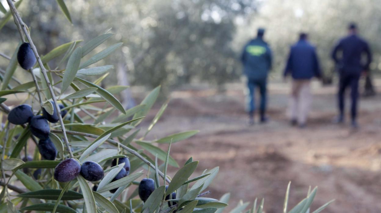 Uvas en una parcela