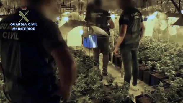 Tráfico de marihuana en Andalucía: 23 detenidos tras incautar 2.800 plantas