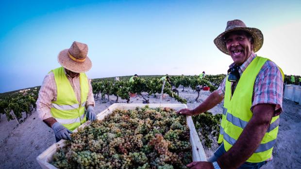 La vendimia en Jerez, una experiencia casi religiosa