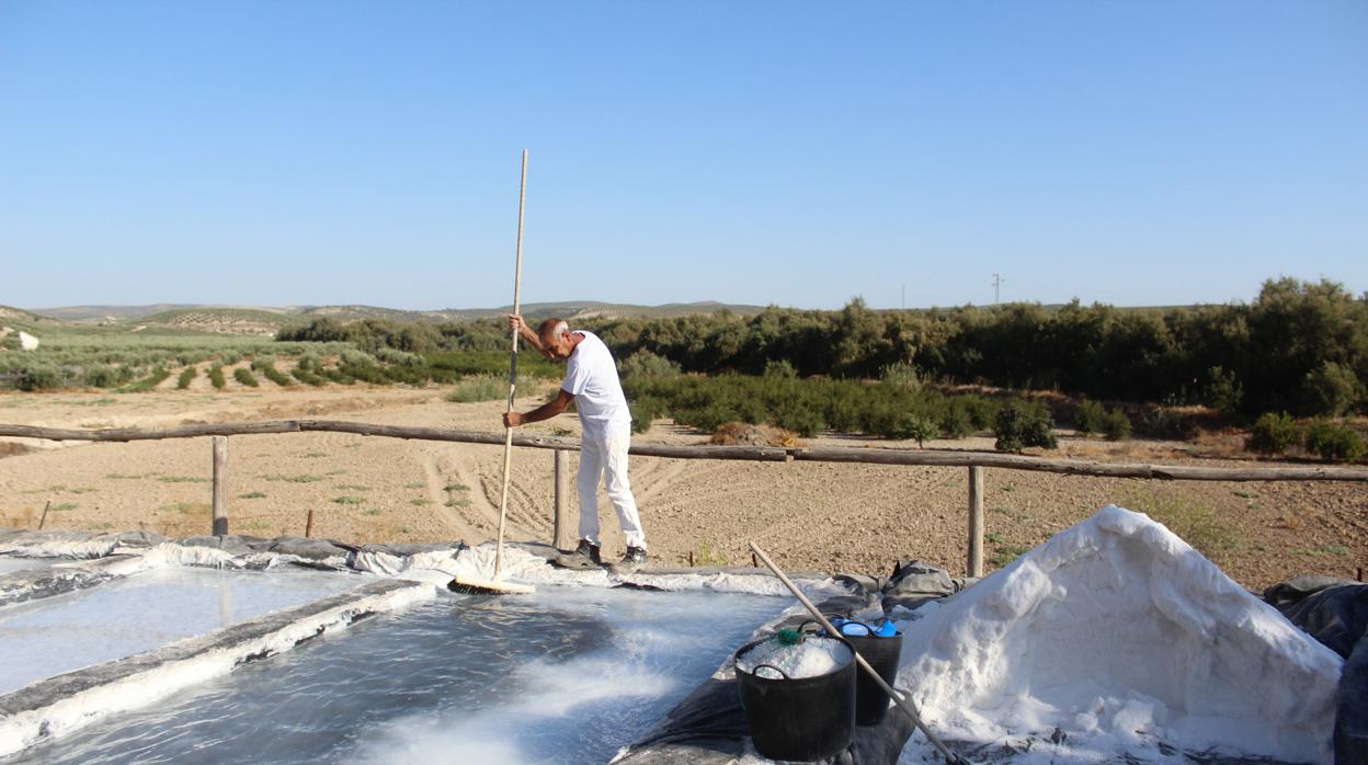 Rafael Espartero remueve el agua de una de sus pozas en la salina que explota en Albendín