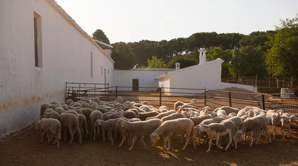Un rebaño de ovejas en Córdoba