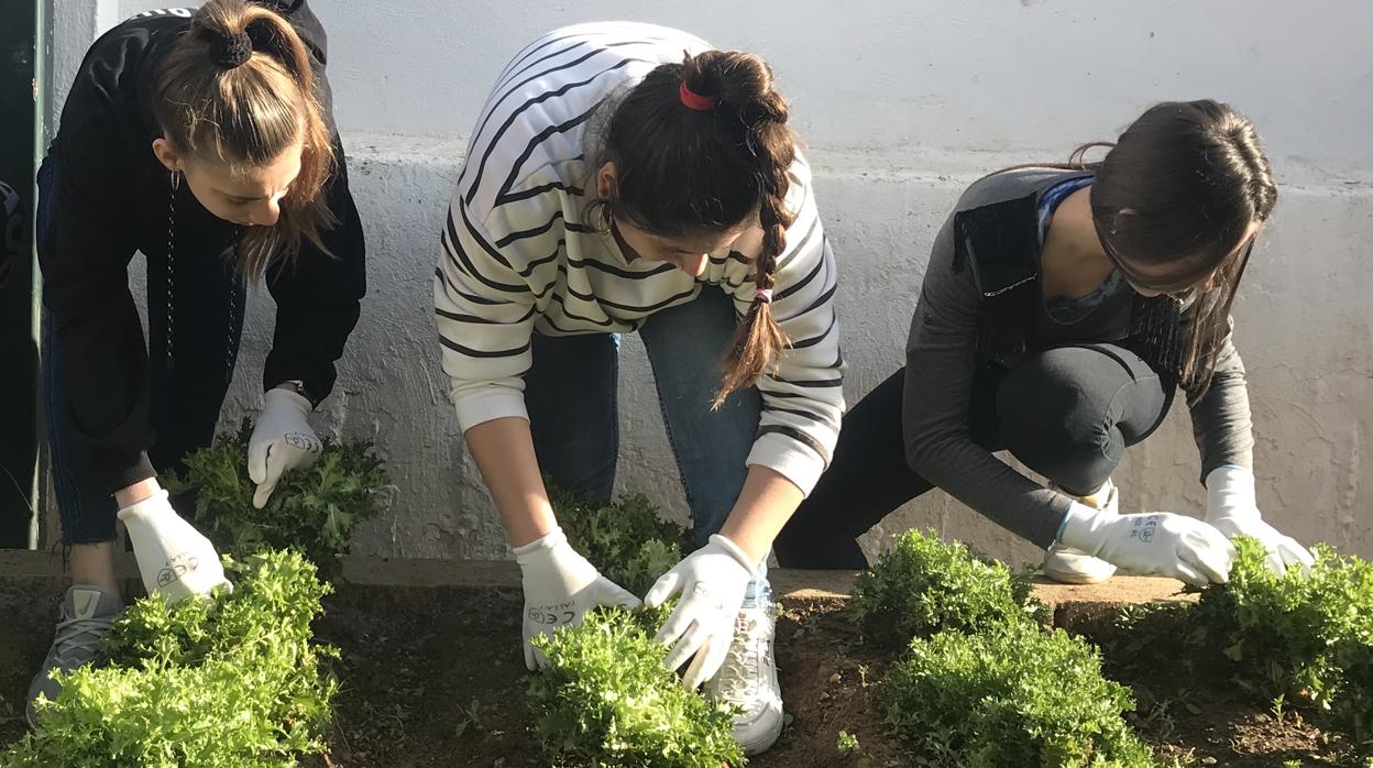 Alumnso en el ecohuerto del centro