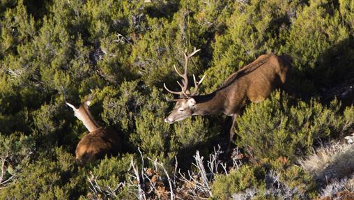 Dos ciervos en la sierra de Cardeña