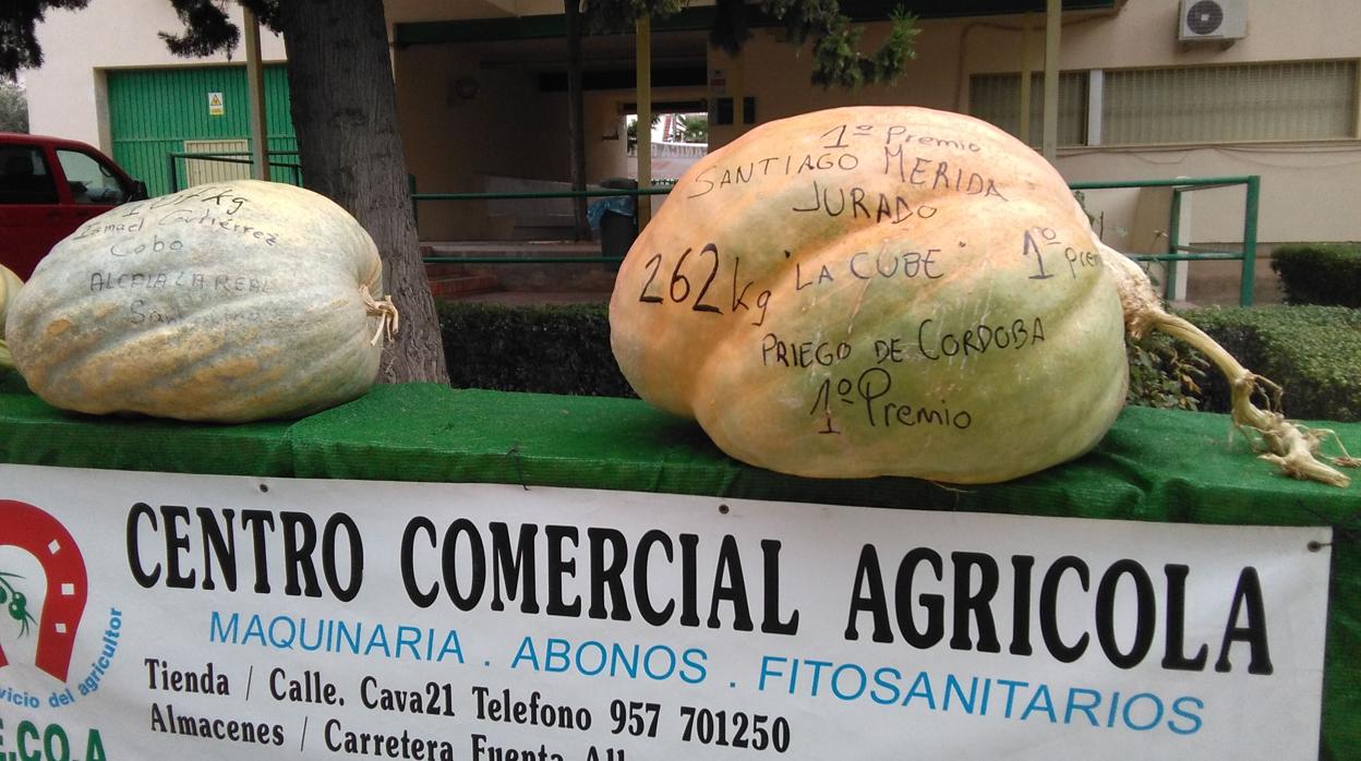 La calabaza ganadora, con 262 kilos de peso en Agropriego