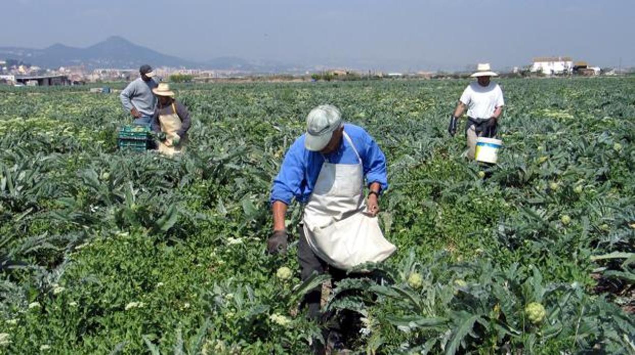 Varios operarios trabajando en el campo