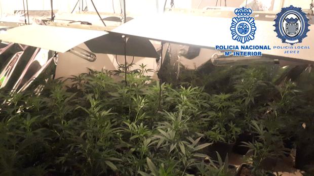 Ocupa un piso en un bloque de viviendas para instalar una plantación de marihuana