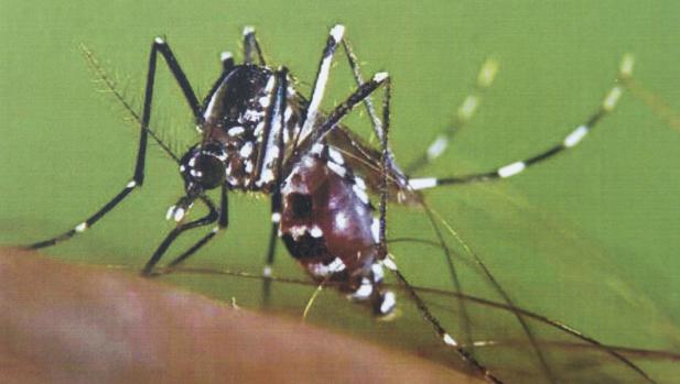 Sadeco detecta 187 focos de mosquito tigre desde enero, la mitad en agua acumulada en platos de macetas