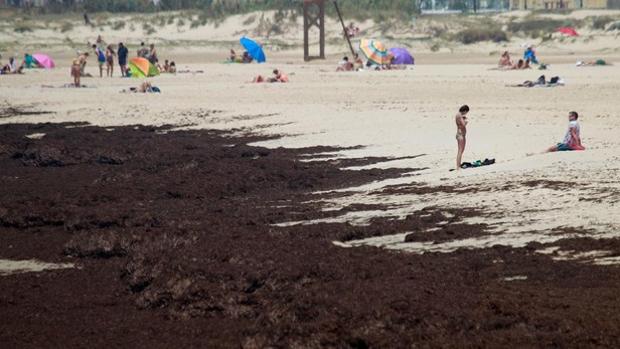 Los pescadores del Estrecho, nueve meses con las redes vacías por culpa del alga asiática