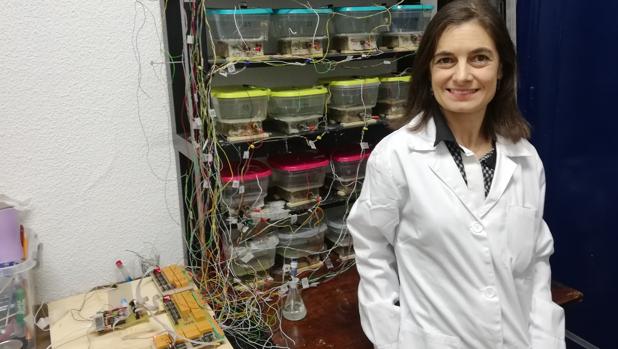 Investigadores de la Universidad de Córdoba: Mercedes Sánchez, innovación para cambiar la construcción