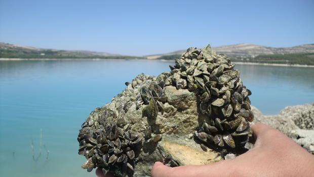 Confinan embarcaciones en un pantano de Jaén por la presencia del mejillón cebra