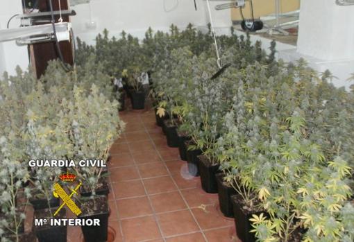 El cultivo de marihuana repunta en Córdoba con más de 6.500 plantas incautadas en 2019