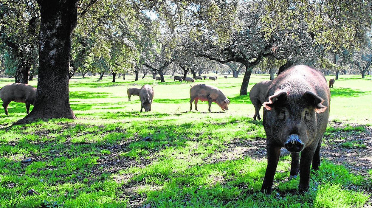 Cerdos ibéricos en pleno proceso de la montanera con alimentación natural de bellotas