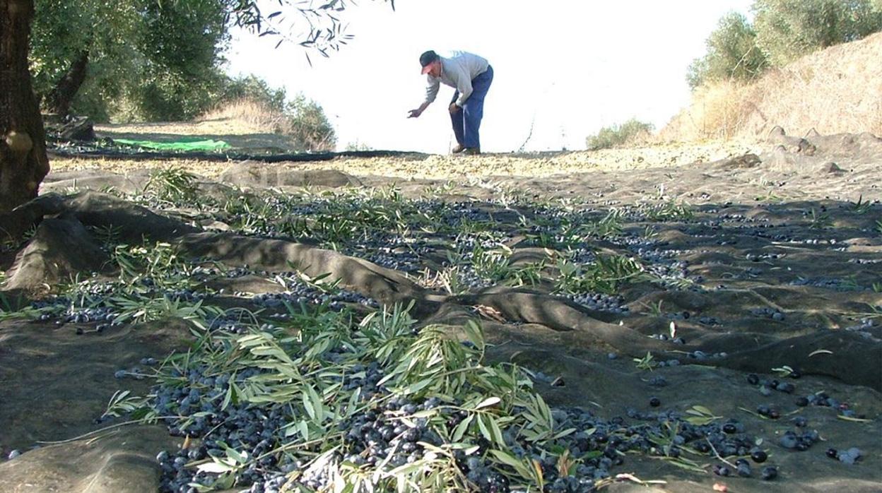 Recogida cosecha del olivar