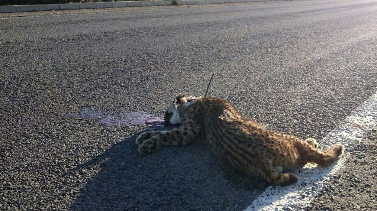 Un lince atropellado en una carretera de Huelva en 2015, en una imagen facilitada por WWF