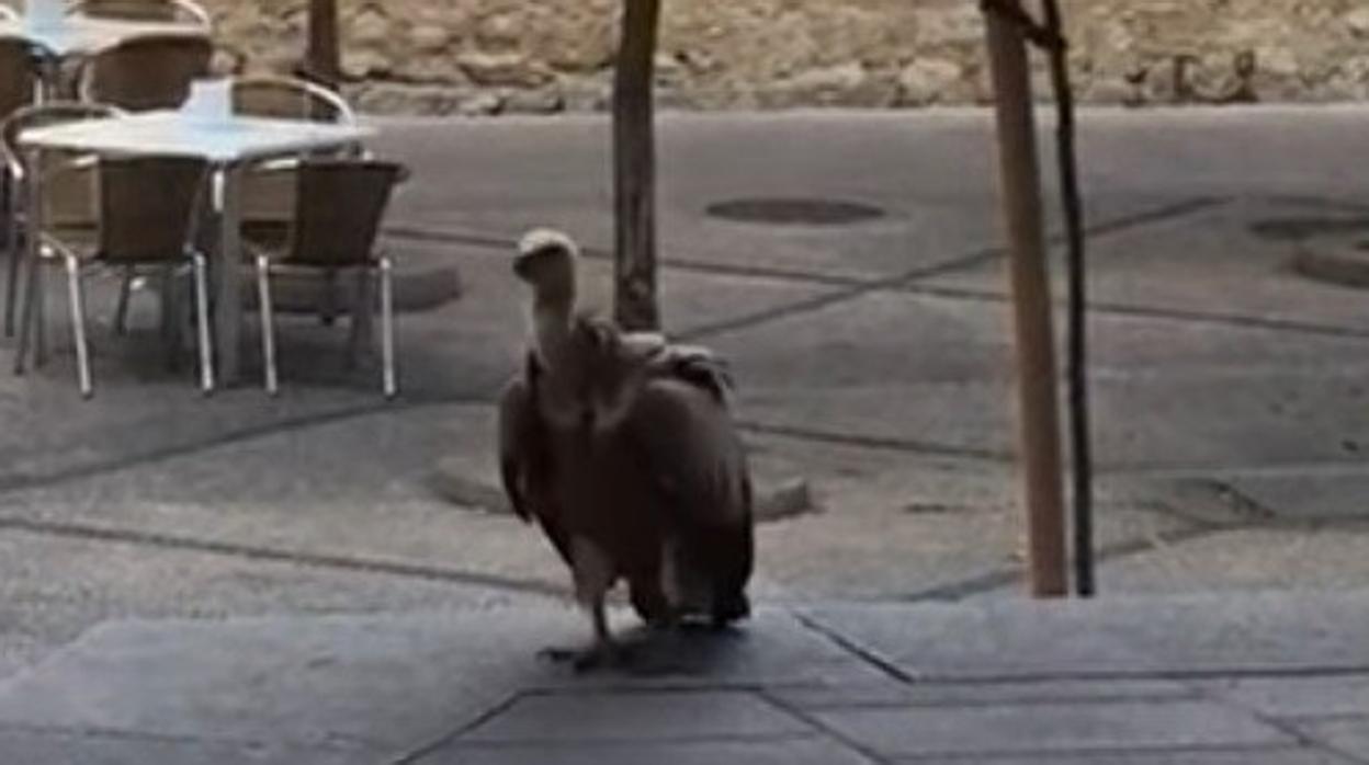 El buitre leonado, en la plaza de la Media Luna de Córdoba