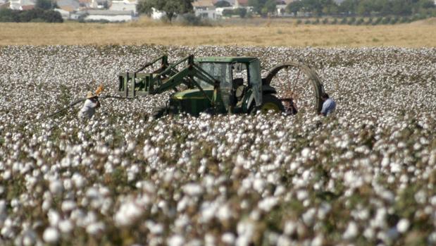 La campaña del algodón en Córdoba cierra con bajada de precios y un 10% menos de producción