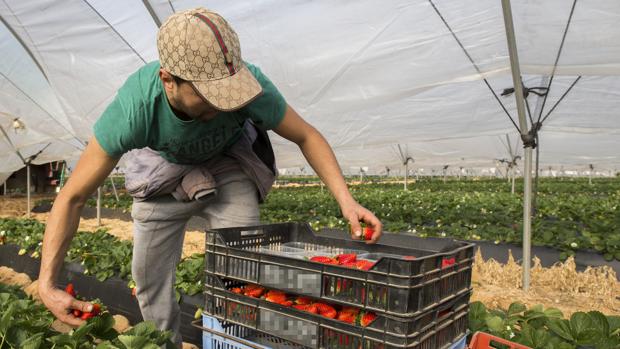 Falta mano de obra en Huelva para recoger fresas y frutos rojos