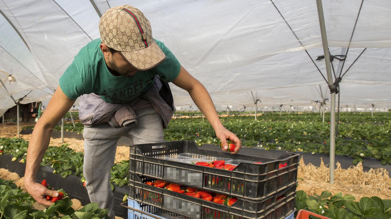 Un temporero trabajando en un invernadero de fresas