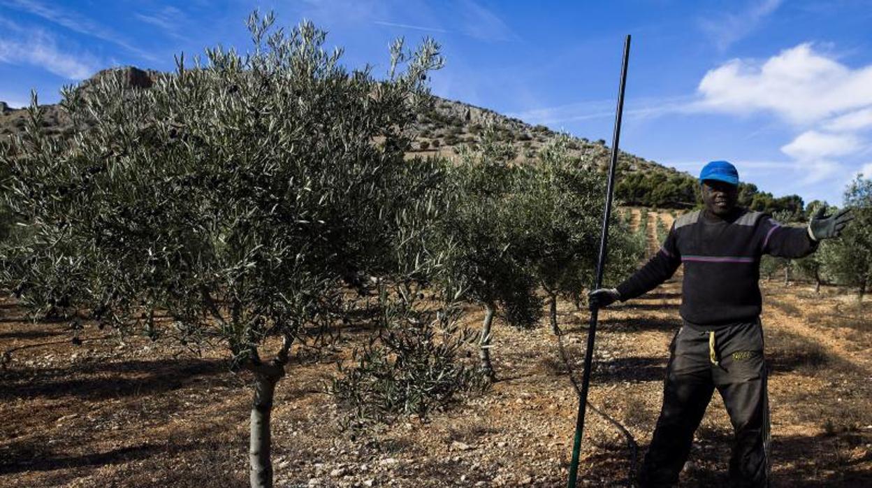 Un jornalero procedente de Mail en la recogida de la aceituna en 2013