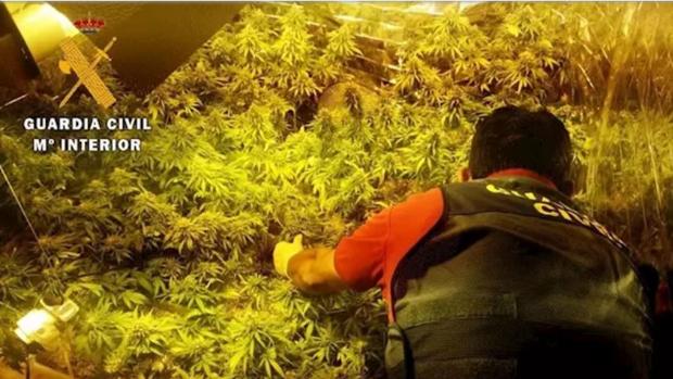 La Guardia Civil interviene 253 plantas de marihuana en una vivienda de Roquetas de Mar