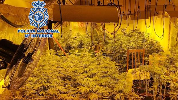 La Policía se incauta en Córdoba de más de 200 plantas de marihuana en el interior de casas