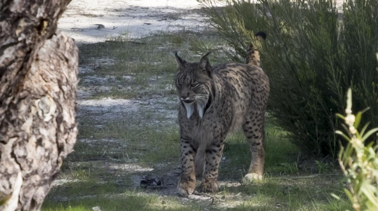 Un lince en libertad en Huelva