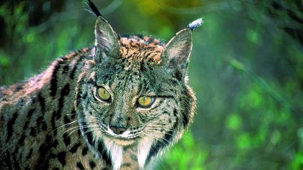 Luz verde de la UE al proyecto liderado por Andalucía para la conservación del lince ibérico