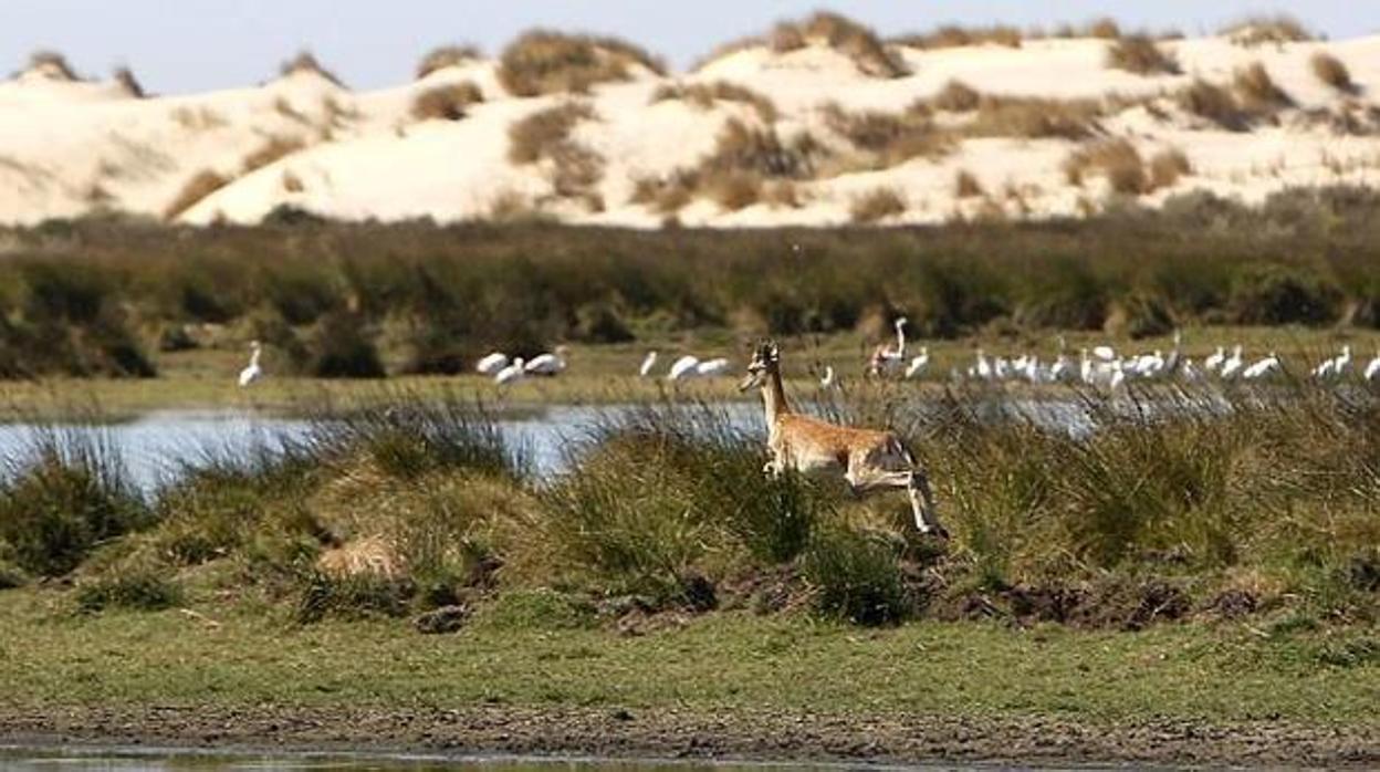 Animales del parque Doñana