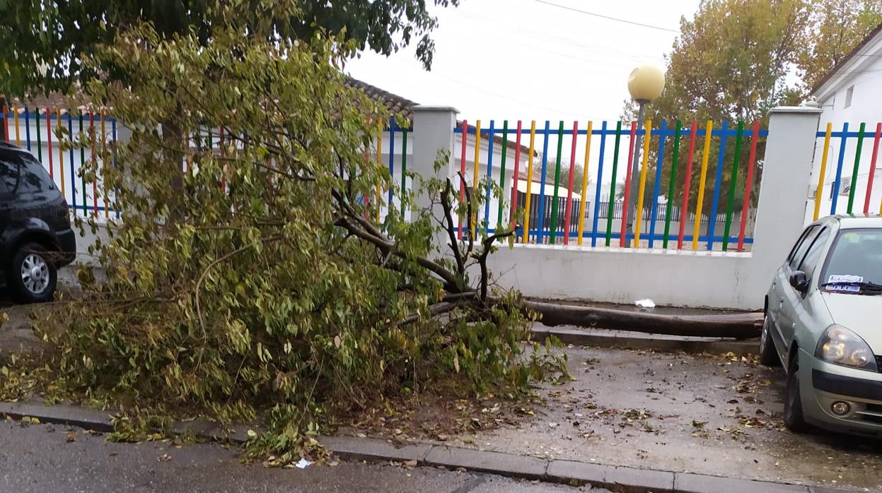 Uno de los árboles que se cayó la pasada semana junto al colegio Mirasierra