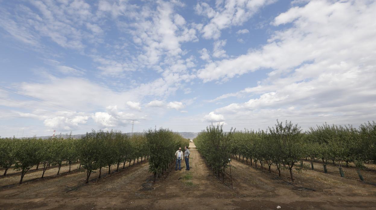 Trabajo en una finca de la provincia de Córdoba