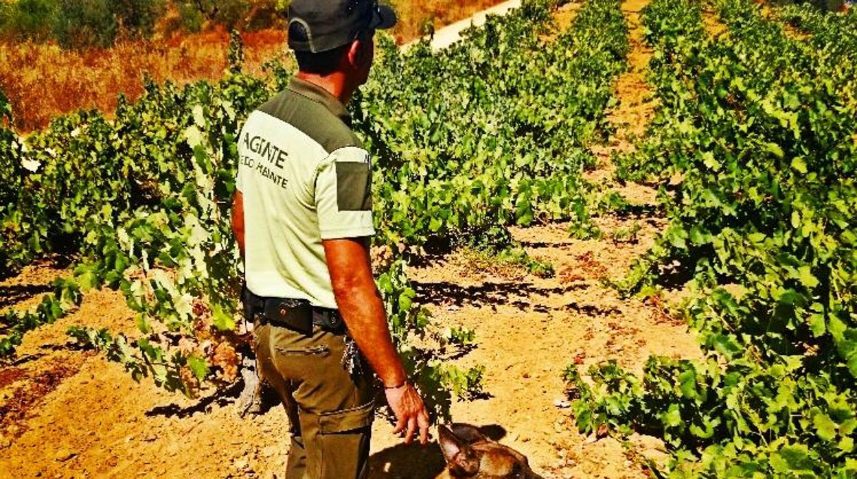 Un agente de Medio Ambiente inspeccionando unos terrenos