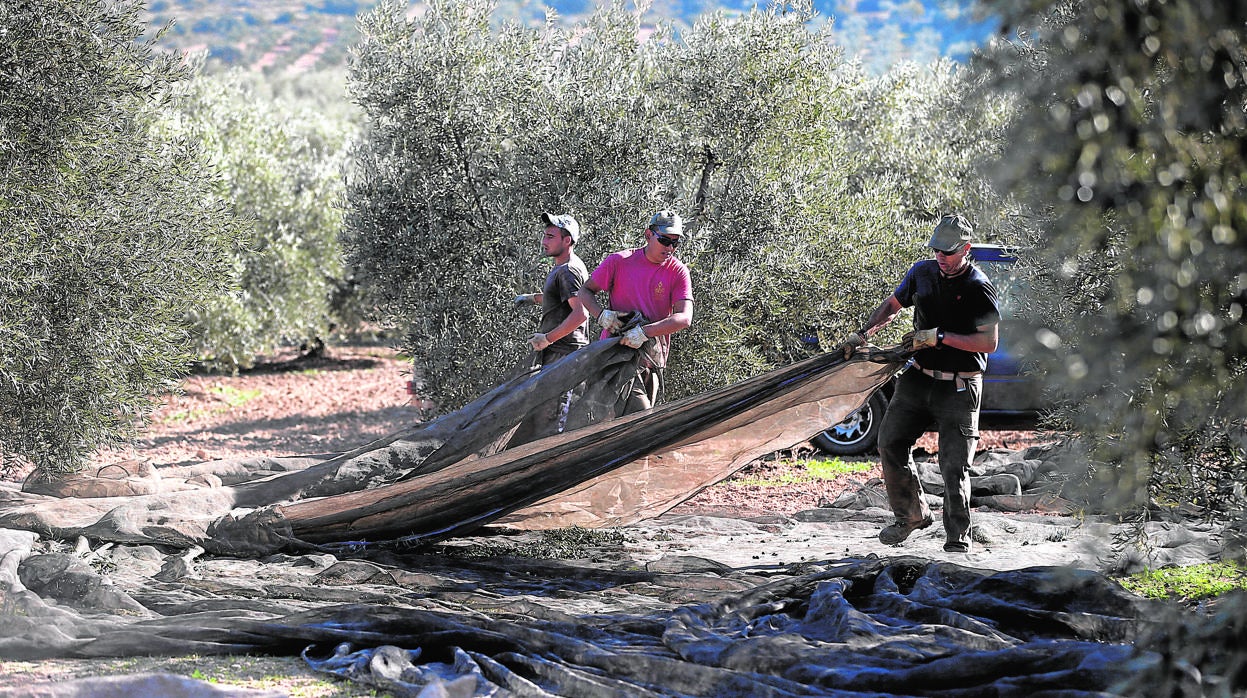 Jornaleros en la recogida de aceituna en un olivar