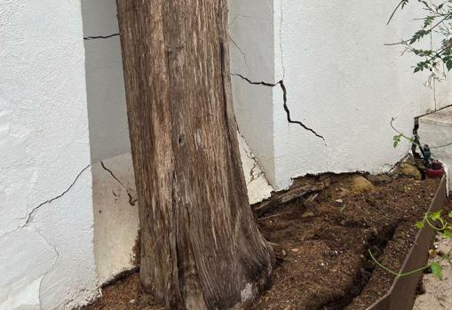 La caída de un ciprés por el viento obliga al cierre del jardín de Orive de Córdoba