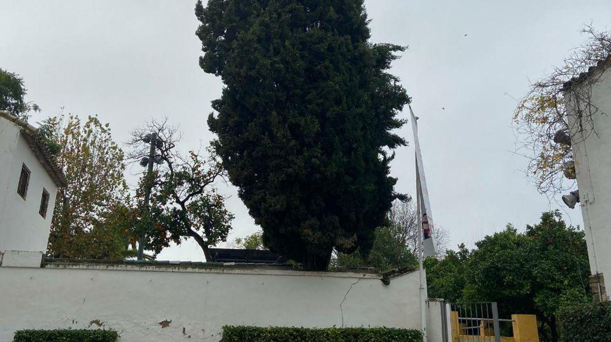 El ciprés ha caído sobre un muro en el jardín de Orive