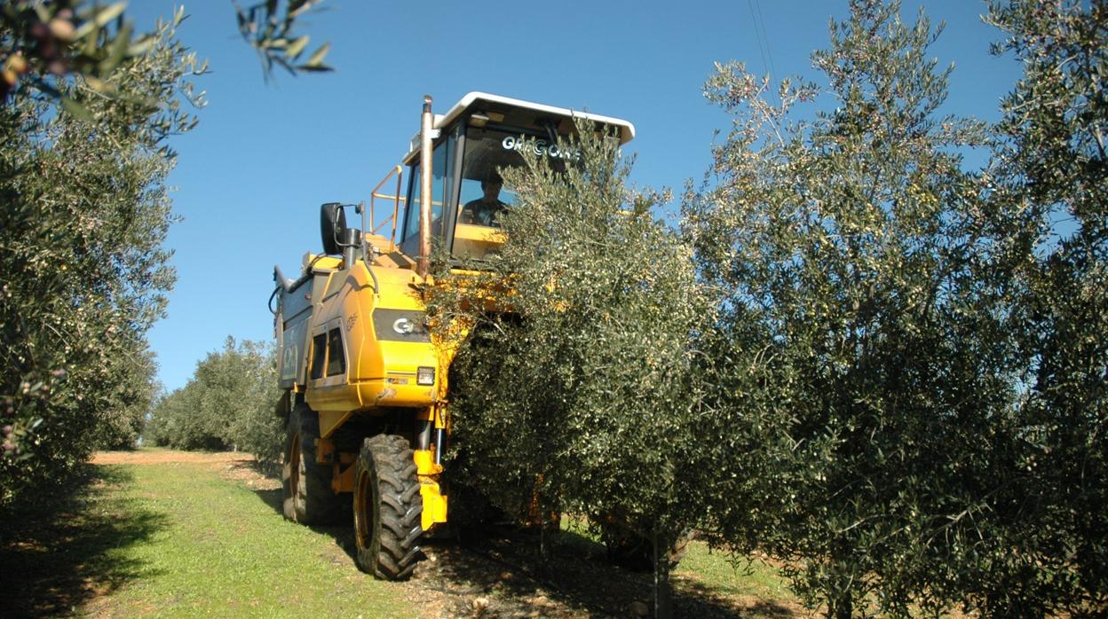 Un tractor en un olivar de la provincia de Córdoba